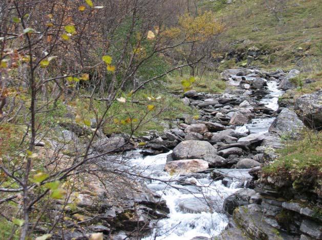 fisk/anadrom fisk. Elva er generelt noe stri, og fremstår som gold (vedlegg 4). Tetthetene av ungfisk var svært lave, og det ble kun registrert 4-9 røyer per 100 m 2 ved 1.