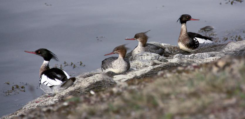 Dette har endret den naturlige avrenningen radikalt. Større grad av harde flater bidrar til raskere bortledning av nedbør, som fører til erosjon og utvasking langs vassdragene.