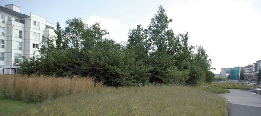 vertikal og horisontal variasjon vertikal og horisontal monokultur stepping stones elv naturlig korridor naturlig vegetasjon kantsone Figur 3.5 Biotopmangfold og alder.