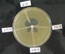 MODIFISERT HODGE TEST (MHT) - ENTEROBACTERIACEAE Pos. Neg. MEM E.