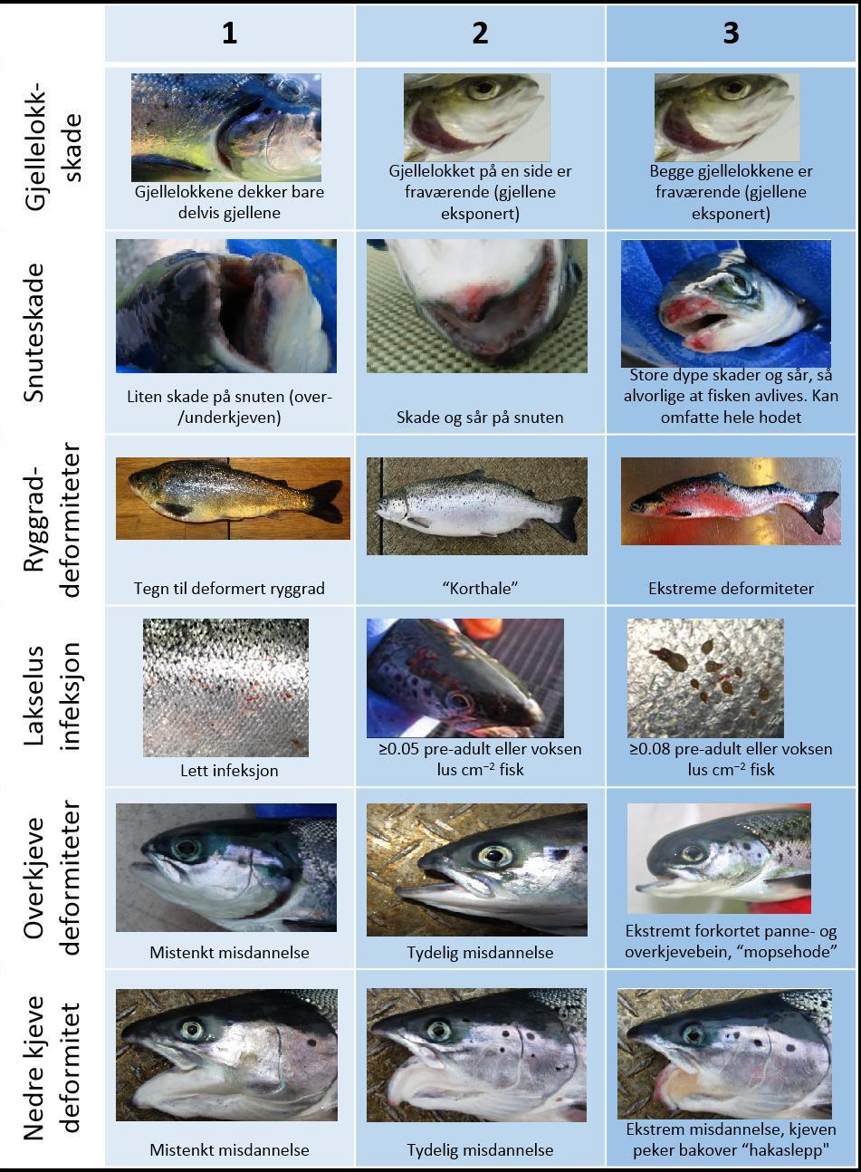 brukes av oppdrettere, fiskehelsepersonell og forskere for