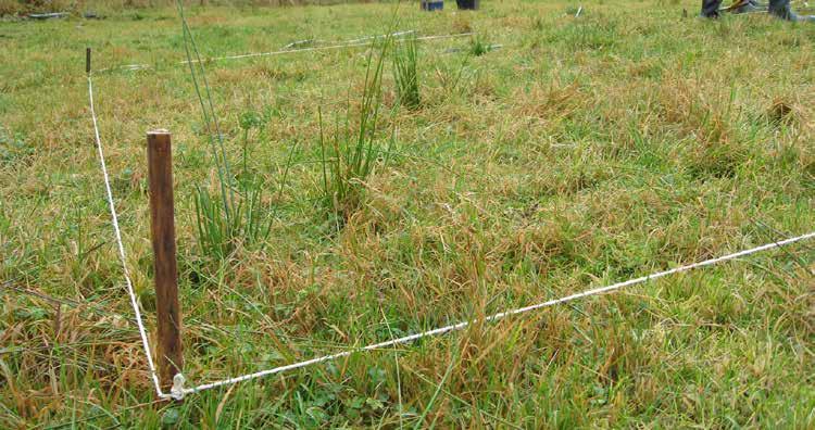 Utbredelse av siv i grasmark og Lyssiv og knappsiv er en økende utfordring for fôrproduksjon på grunn av økt utbredelse i eng og beite i de siste tiårene.