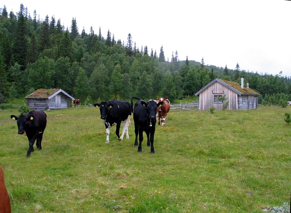 2 INNLEDNING Ingen av de registrerte setrene i Snåsa-materialet var i drift ved SEFRAK-registreringen.