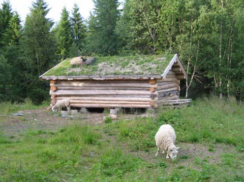 skogshusvære og hytte. Setervollen er i ferd med å gro igjen.