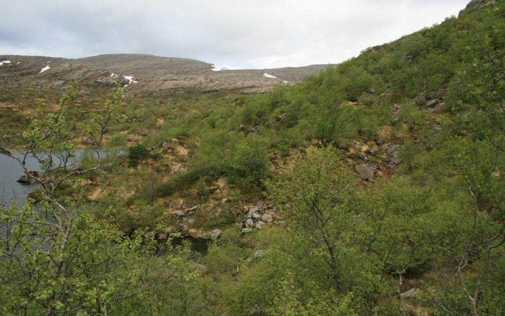 Sweco Norge AS 8.5 Flora 8.5.1 Statusbeskrivelse og verdivurdering Med unntak av området rundt Kupevatnet ligger planområdet over tregrensen.