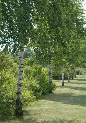 2 Fv. 181 Eidsvollvegen, Hammerstad Veginfo: Asfaltdekke med hvit- og gul stripe. 6 km/t. ÅDT 78. Vegbredde: 8,2 m. Allélengde: 218 m.