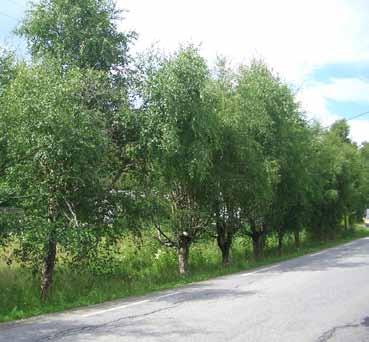 7 Fv 51 Finstadvegen, Finstad Veginfo: Asfaltdekke med hvitstripe. 6 km/t. ÅDT 15. Vegbredde: 5,9 m. Allélengde: 34 m. Ensidig trerekke, plantet. Treslag/antall: Bjørk Betula sp.