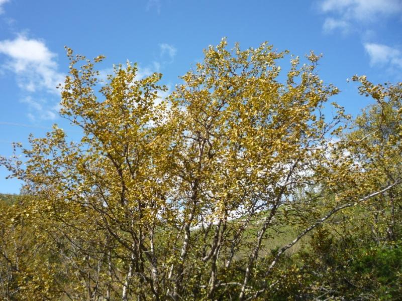 Mature Birch Mature Birch: > 2 m tall 1300 Mature Birch No Sheep Low Density High Density