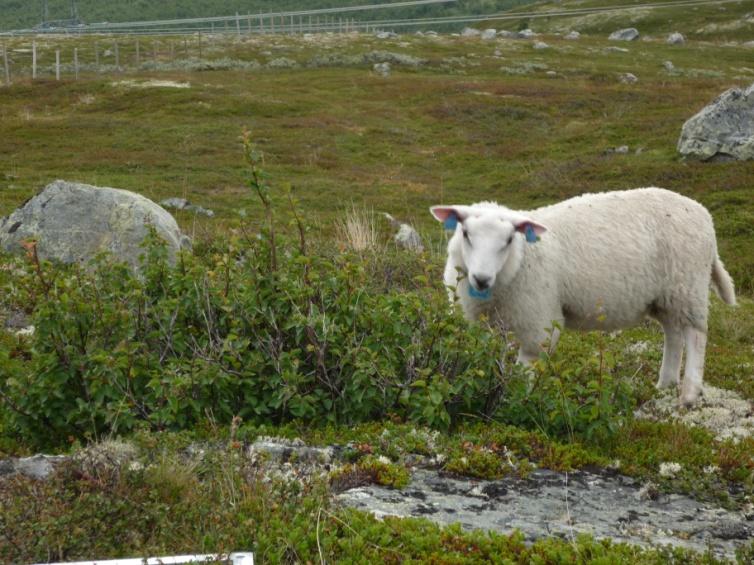 Mechanism: Sheep browse birch Speed