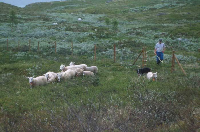 community with reduced sheep density Community composition becomes more