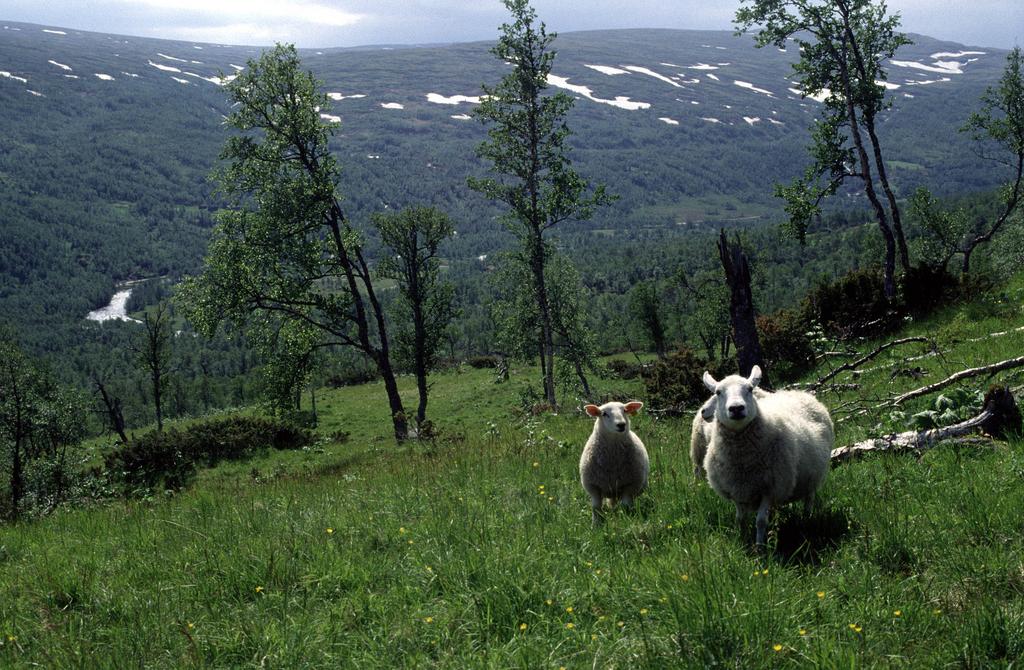 Sentrale spørsmål: Hvordan påvirkes artssammensetning og biomangfold? Hvordan påvirkes populasjoner og enkeltarter?