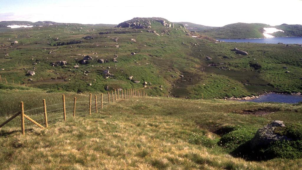 Setesdal-Vesthei: 20-50 sheep per km 2 during