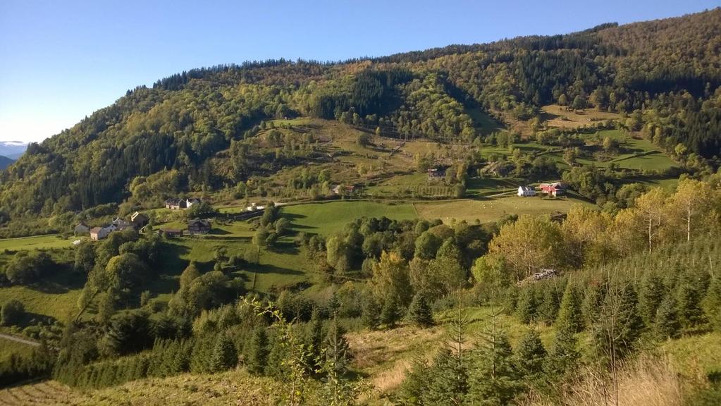 Figur 1 Grinde sett frå