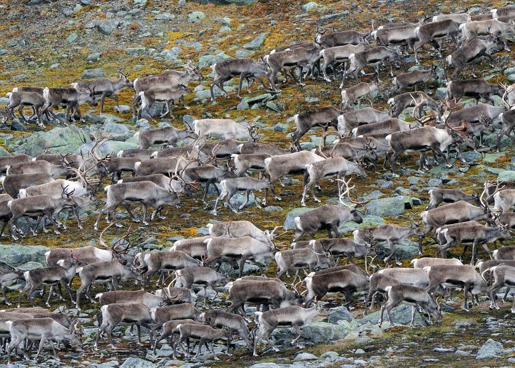 Globalt truede fugler og landpattedyr i Sør-Trøndelag Hvor i fylket finnes de? Hvordan kan vi ta bedre vare på disse artene? Villrein er en truet art på den globale rødlisten.