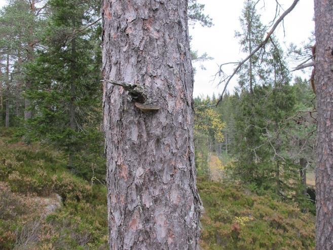 spredte funn av indikator- og rødlistearter for gammel gran- og furuskog finnes, som svartsonekjuke (NT), hyllekjuke og granrustkjuke.