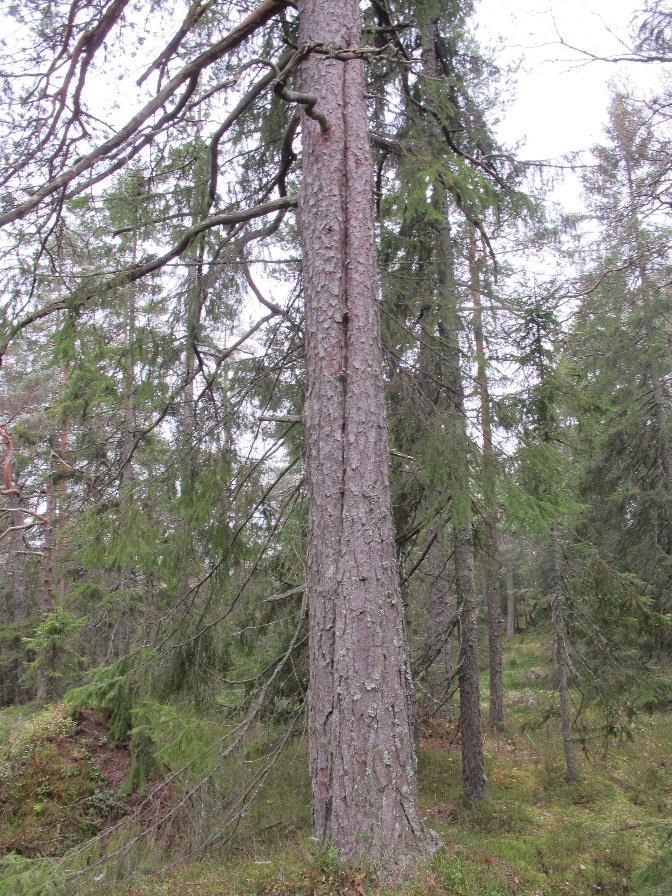 Furustokkjuke ble funnet på ei gammel furu på statsalmenningen.