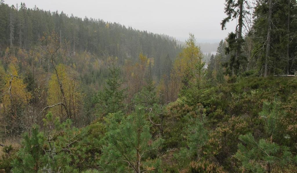 Figur 11.Tilbudsgrensa inkluderer nedre deler av ungskogen nord for Nordre Ryggevann.