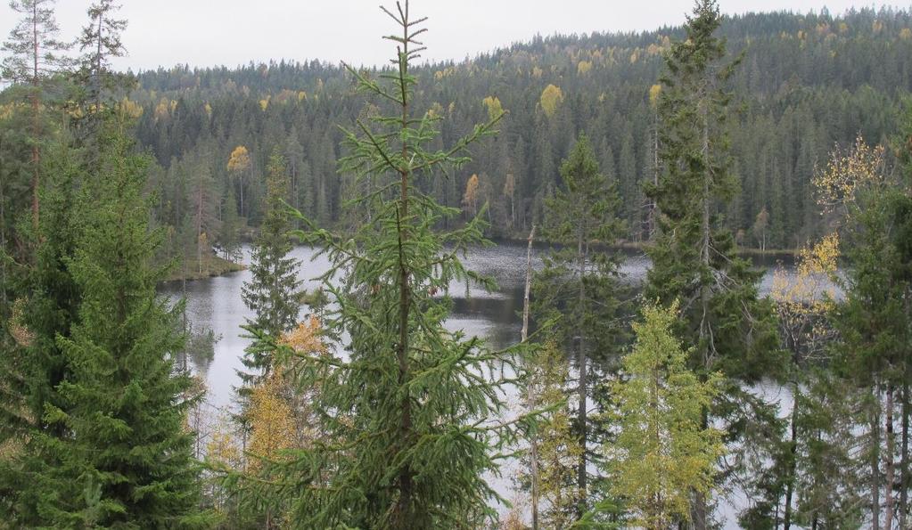 Figur 1. Sørvestre deler av Nordre Ryggevann sett fra Lalaåsen. Vestsiden har ei nokså bred kantsone med gammel granskog som er inkludert i det verneverdige området.