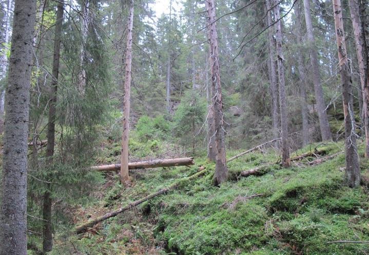 Herskende dimensjoner ligger oftest i intervallet 30-40 cm i brysthøydediameter og med enkelte trær på 50-60 cm.