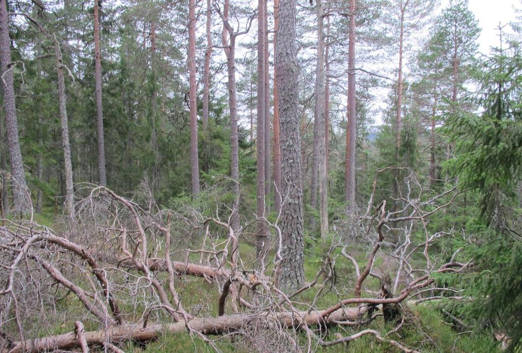 Det anslås at trærne i herskende tresjikt har en alder på rund 80-150 år, og det er få trær som virker å være eldre enn dette.