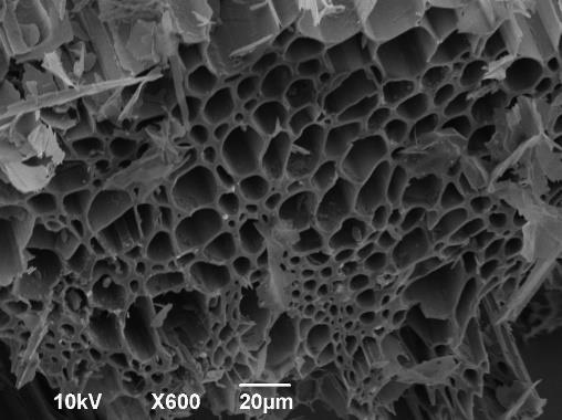 Det karboniserte biokullet har mange porene (Figur 1) som samlet gir en stor overflate på partiklene.