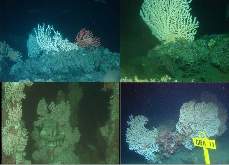 4.2.2 Erfaring fra korallkartlegginger på Haltenbanken Statoil har i løpet av de siste 4 årene gjennomført en rekke detaljerte korallkartlegginger i forbindelse med feltutbygginger, letebrønner og