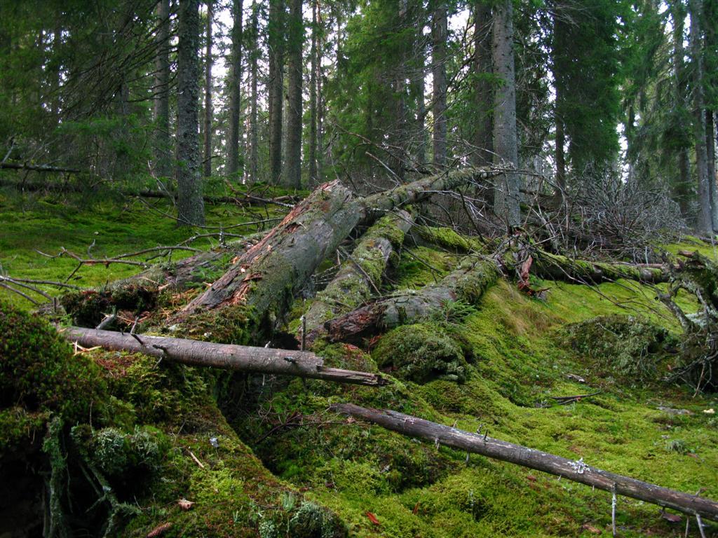 Bilder fra området Hatteråsen Fra det