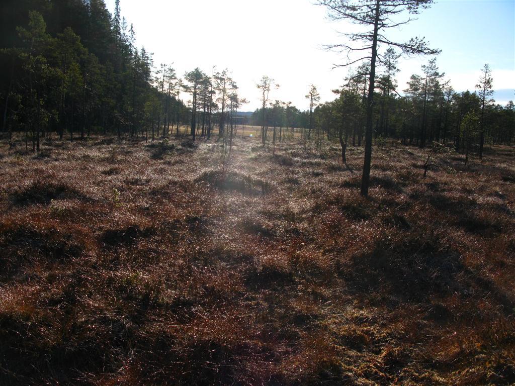 nordlige delen av området Foto: Egil