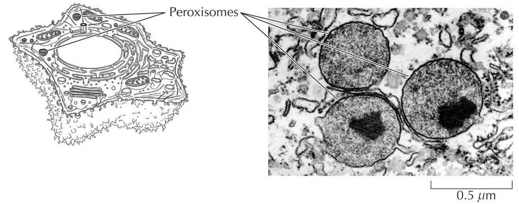 Peroksysomer De fleste humane celler inneholder ca. 500 peroksysomer.
