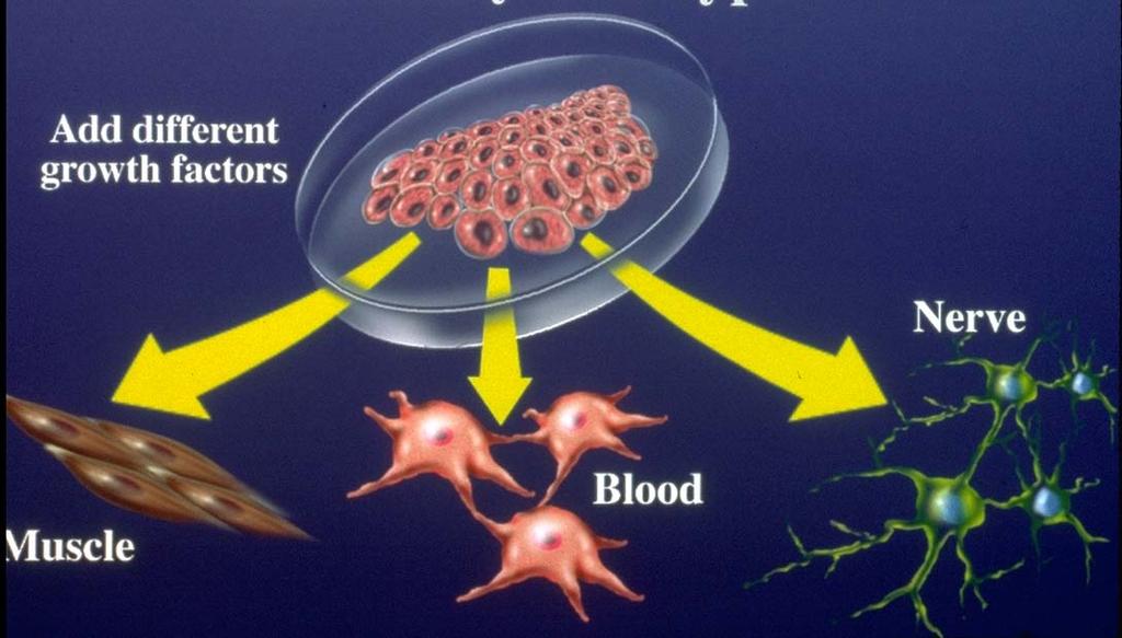 Hva er stamceller? De fleste cellene i kroppen vår er differensierte.