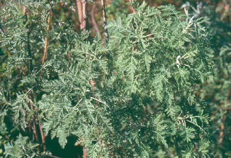 29 3.3 Artemisia afra (Jacq.