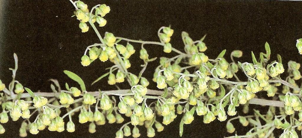 ) Figur 3-10 Artemisia afra