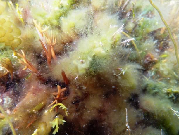 Arter identifisert fra innsamlet materiale var blant annet rødalgen Ceramium sp. og de trådformede brunalgene perlesli, Actinetospora cf. crinita og strandtagl (Chordaria flagelliformis).