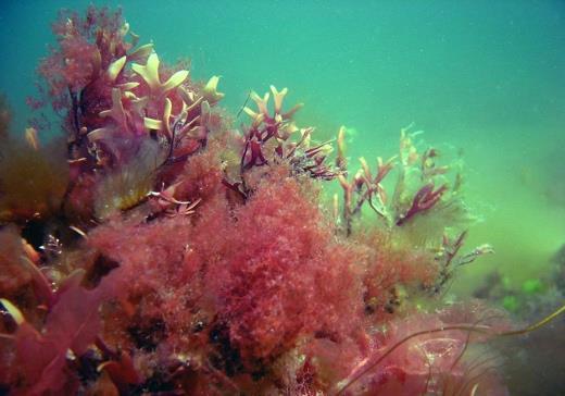 5. Biologiske kvalitetselementer (BKE) Marine kvalitetselementer i vannforskriften er planktonalger, vannplanter (makroalger og ålegress) og bløtbunnsfauna.