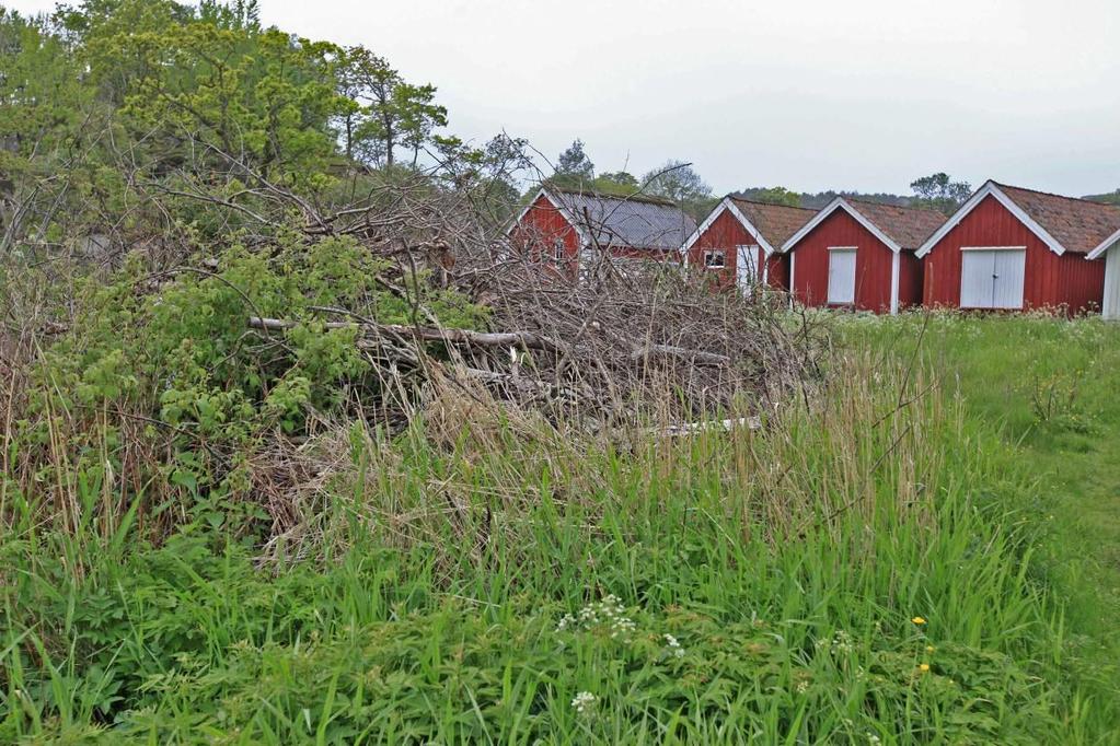 Bilde 3 Haug med kvistavfall, fast plass.