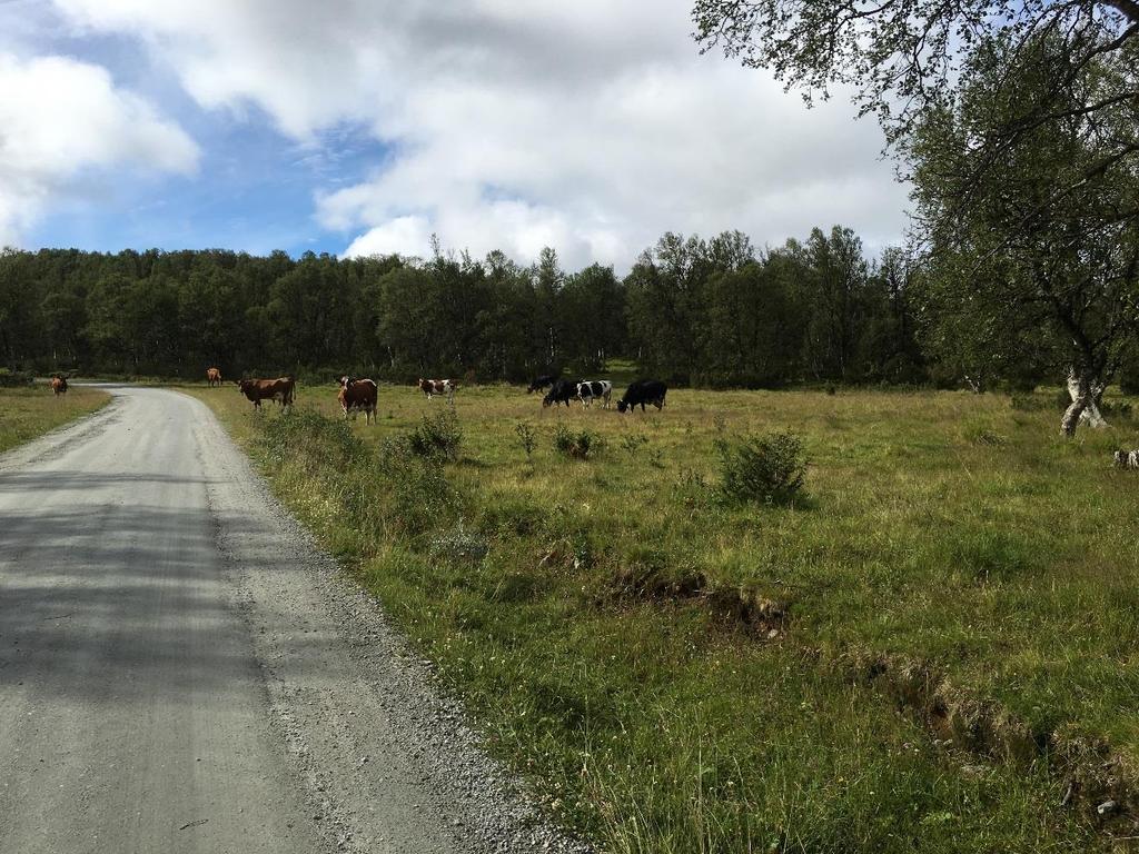 10 4. Stevneplassen Stevneplassen, for det gamle Kjurrudalsstevnet, ligger som ei åpen grasslette på begge sider av Kjurrudalsvegen og er i seg selv et viktig og karakteristisk landskapselement.