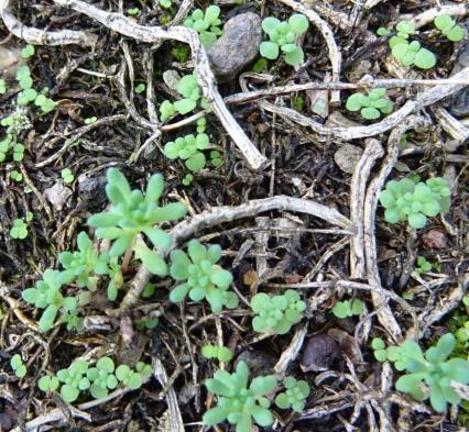 Kantbergknapp (S. sexangulare) er et betydelig innslag (5-25 %) i mange av rutene på flere av lokalitetene, også på Vestlandet.