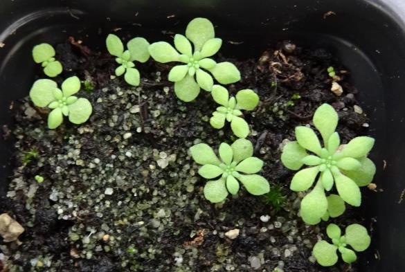 Gravbergknapp (Phedimus spurius) har en jevn forekomst i mange av rutene uten å dekke store arealer, selv om den har svært høy dekning i noen ruter i Drammen.