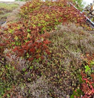 Blomstrende hvitbergknapp (hvite) og