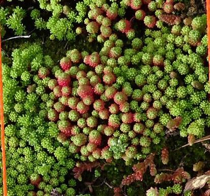 sentrum av lydisk bergknapp bestand, men med en klart avvikende vekstform som på