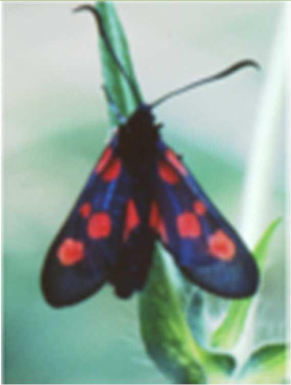 Stor bloddråpesvermer Arild Lindgaard Rauma Stor bloddråpesvermer (Zygaena lonicerae) er en sommerfugl som tidligere var utbredt over store deler av Norge.