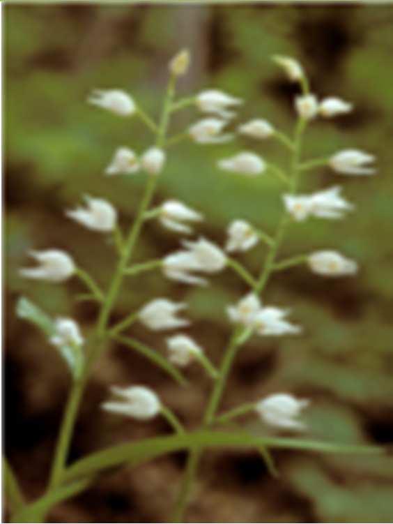 Kvit skogfrue Bård Bredesen, Naturarkivet.no Ørsta Kvit skogfrue (Cephalanthera longifolia) er ein vakker orkidé som i Noreg veks mest i edellauvskog i kyst- og fjordstrok fra Hurum til Ørlandet.