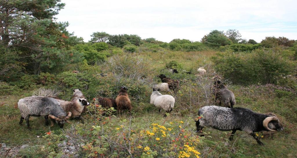 Naturreservatet aug.