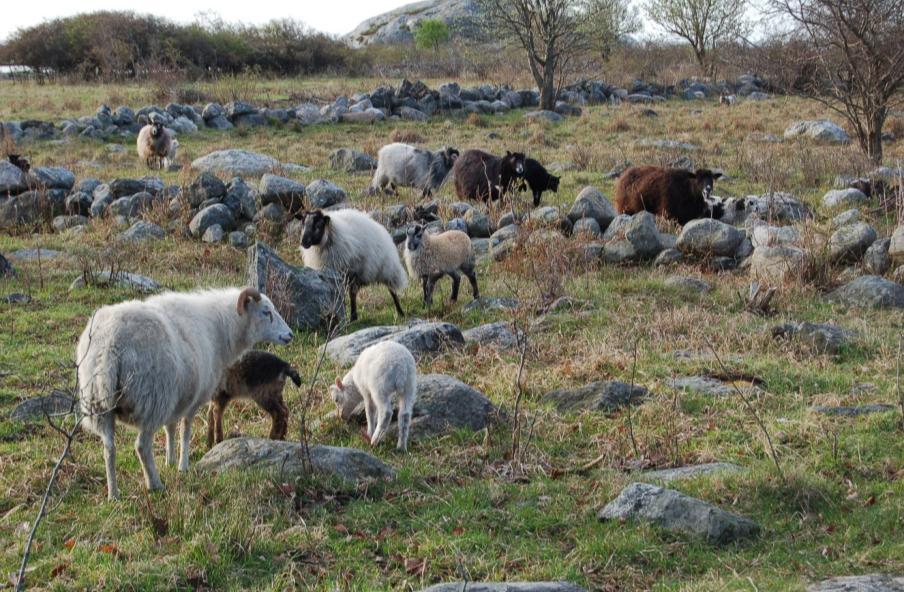 Villsauen er vel tilpassa livet i utmarka Viktig næring I vintermånedene er bark,