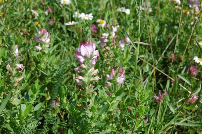 Beiting stimuler mange planter Bukkebeinurt er en av mange