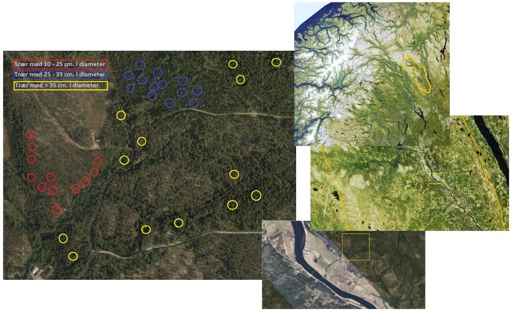 2.1.3 Studieområde Datainnsamlingen ble gjort på forskjellige områder i Evenstadlia i Stor-Elvdal kommune, Hedmark fylke, avgrenset av studieområdet som vist under (Figur 2).