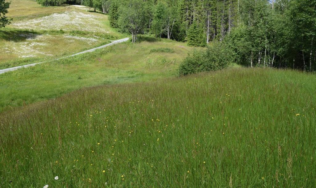 Figur 22. Nergården, østre del: oversiktsbilde tatt nederst sett mot nord.