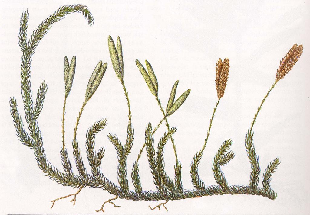 2. gruppe karsporeplanter ( pteridophytes ) Karsporeplantene omfatter to separate utviklingslinjer blant landplantene, kråkefotplanter (Lycophyta) og bregner (Pterophyta).