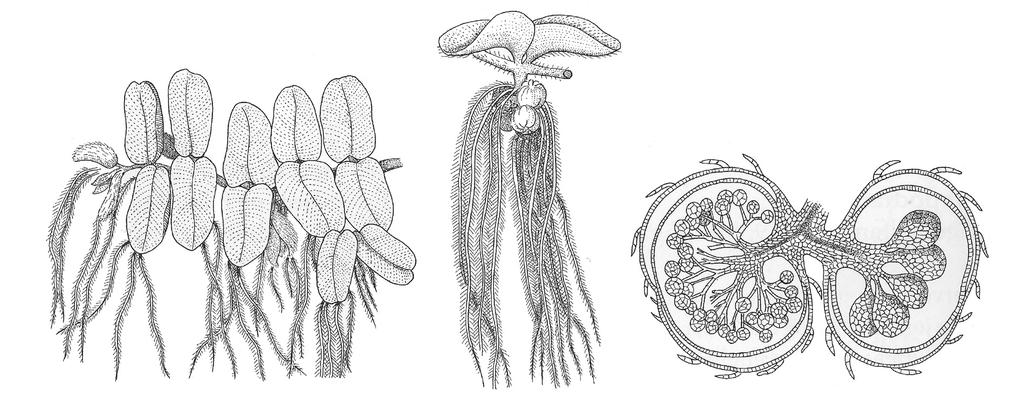 b) Vannbregne (Salvinia natans) Heterospor bregne som vokser i relativt stille, næringsrike vann og elver i Sør-Europa og Øst- Asia. Mye brukt som akvarieplante.