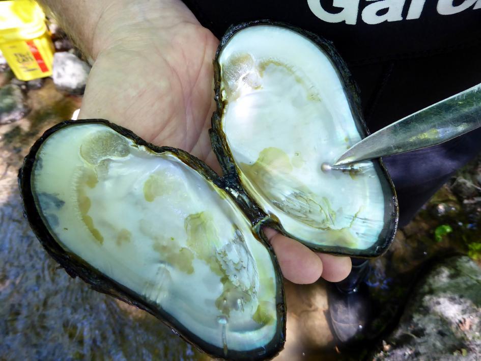 131.3Z Kalddalselva Det er påvist to lokaliteter i vassdraget, Vikabekken og Gåsvassbekken. Vikabekken er strekningen mellom Ramdalsvatnet og Innerlangen.